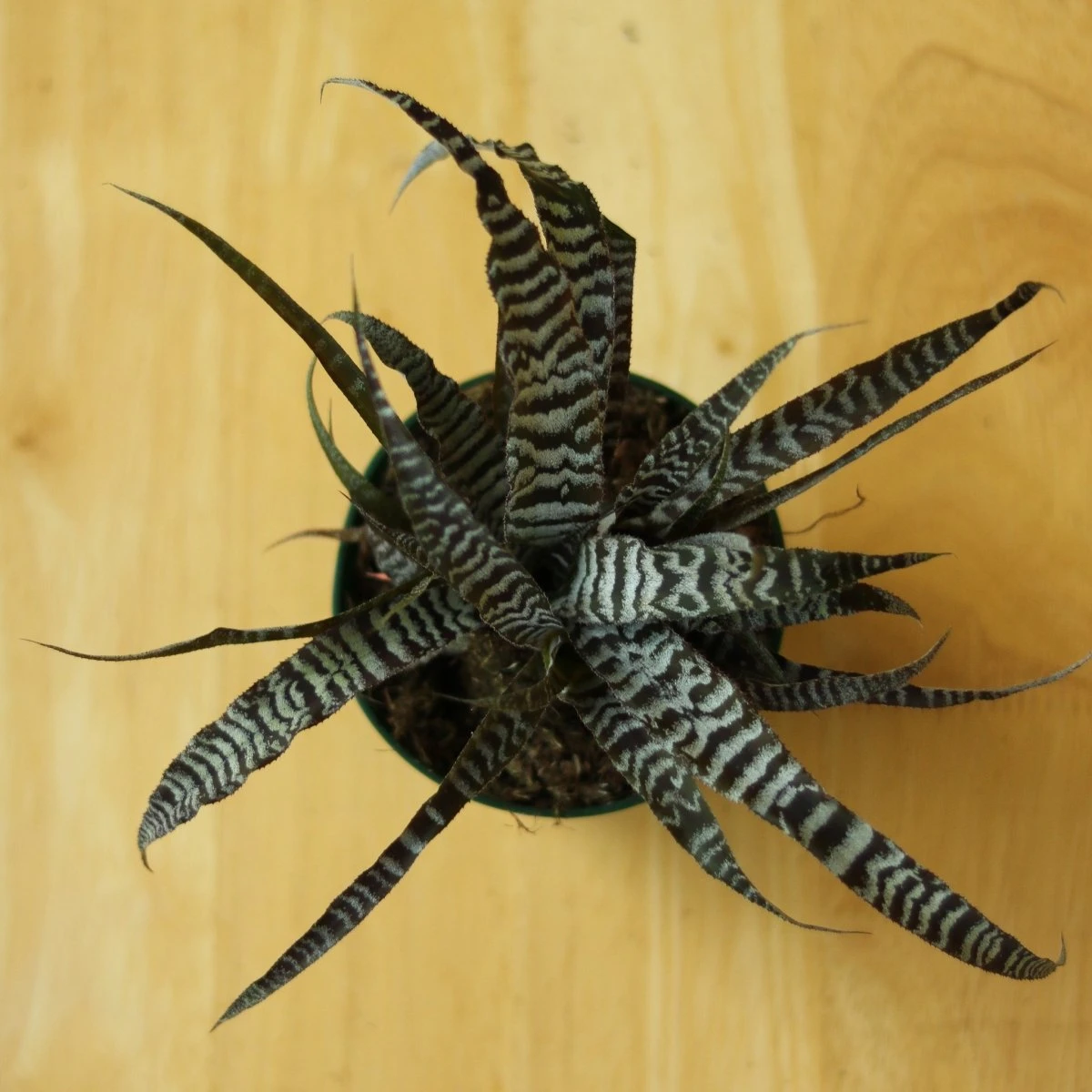 Cryptanthus Bivittatus 'Absolute Zero' - Image 6