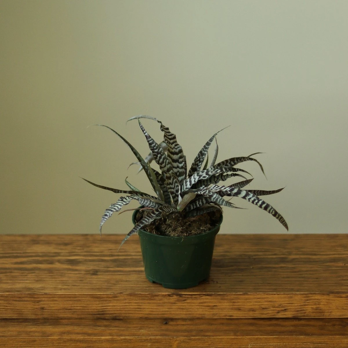 Cryptanthus Bivittatus 'Absolute Zero' - Image 3