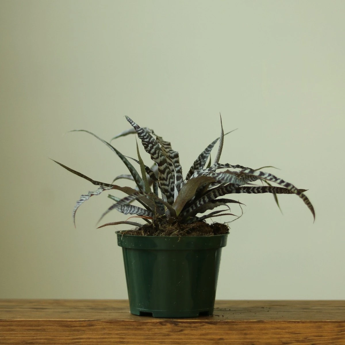 Cryptanthus Bivittatus 'Absolute Zero' - Image 2