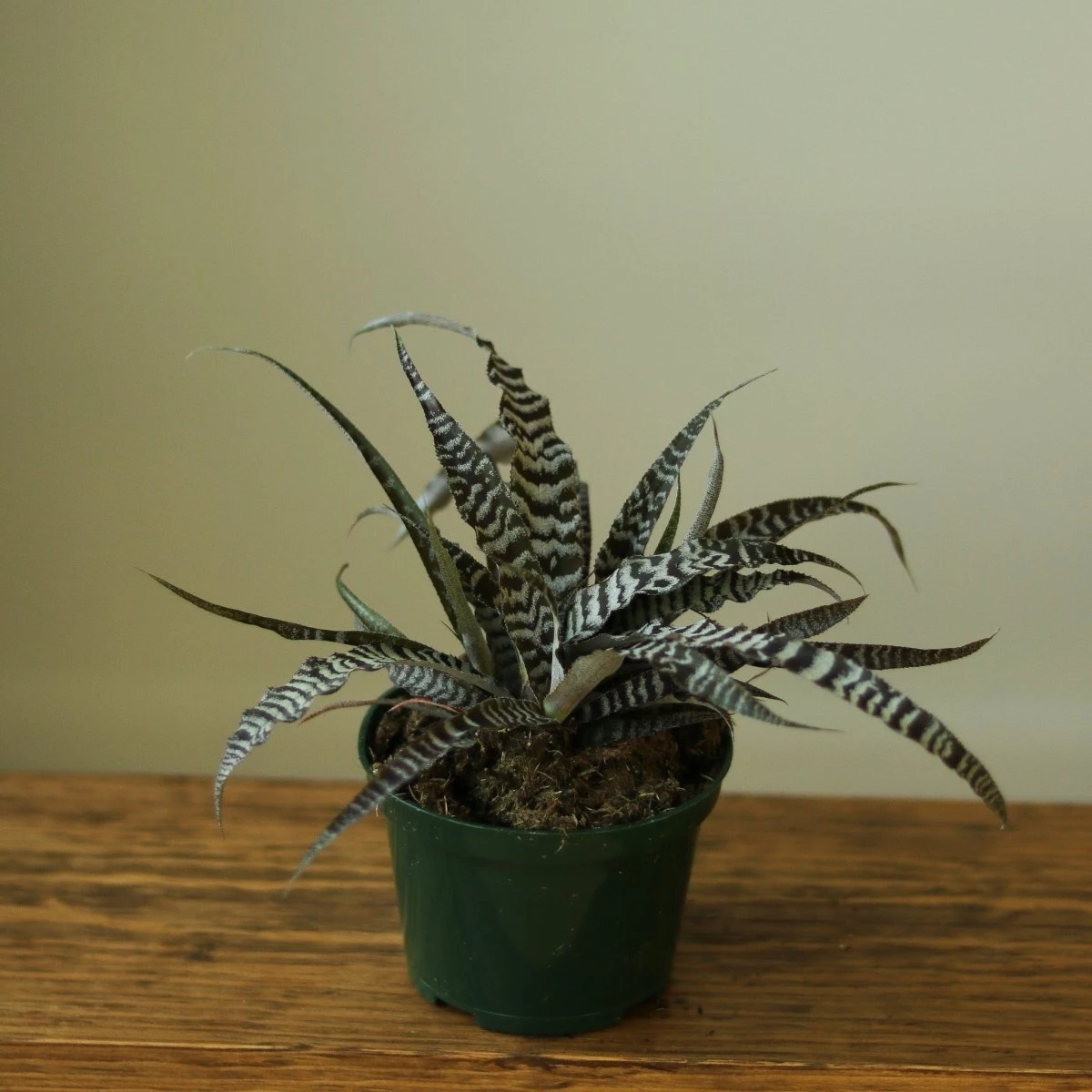 Cryptanthus Bivittatus 'Absolute Zero' - Image 4