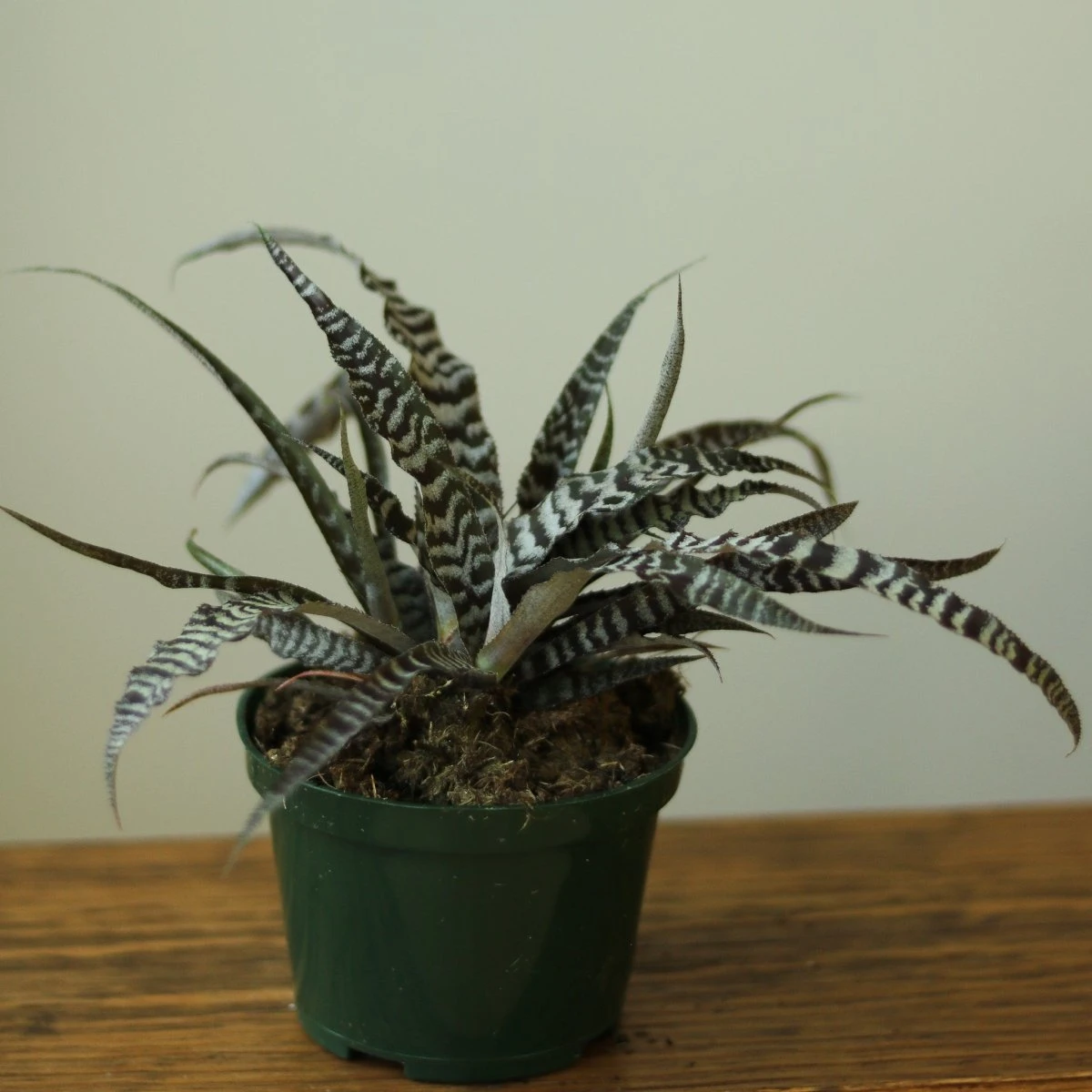 Cryptanthus Bivittatus 'Absolute Zero' - Image 5