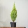 Cupressus Macrocarpa 'Dwarf Lemon Cypress' - Various Sizes