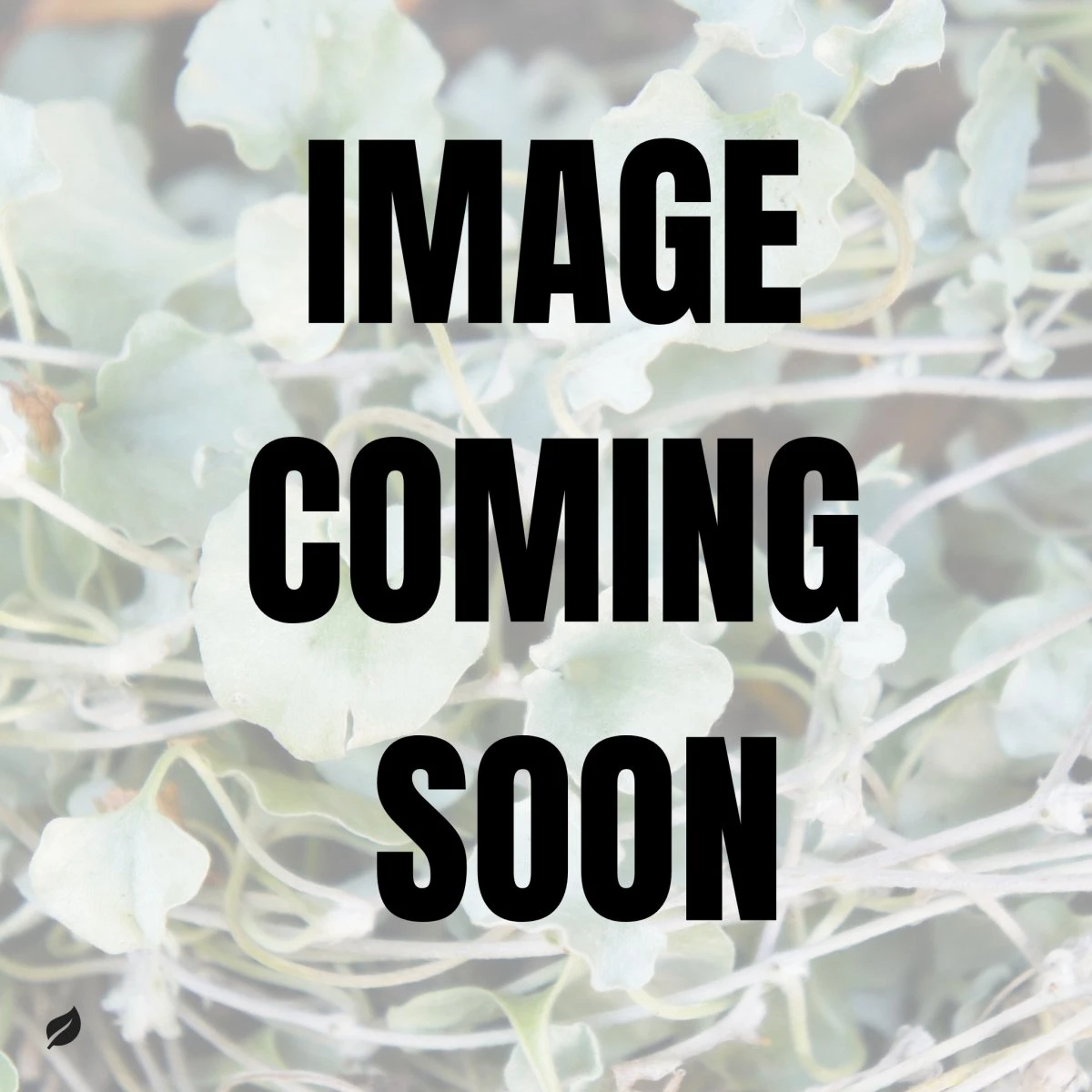 Dichondra Argenta - Silver Falls Dichondra