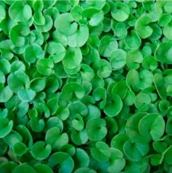 Dichondra Repens 'Emerald Falls' - Emerald Falls Dichondra