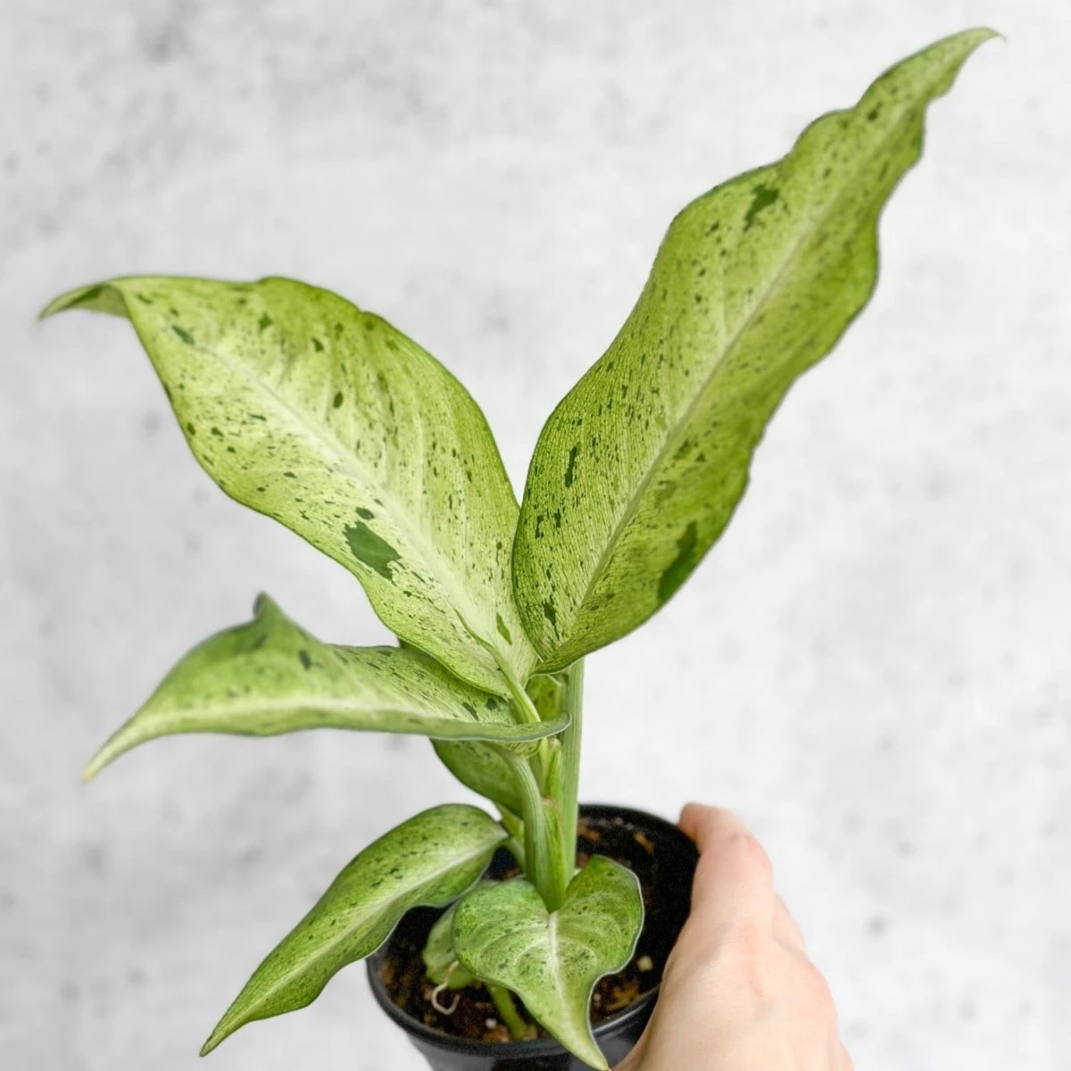 Dieffenbachia 'Camouflage' - Image 2