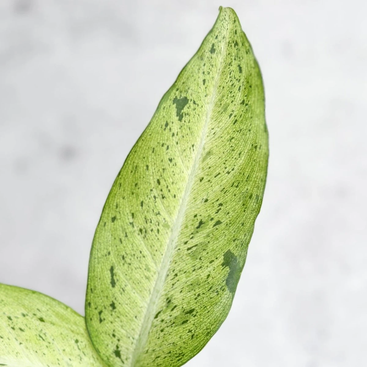 Dieffenbachia 'Camouflage' - Image 3