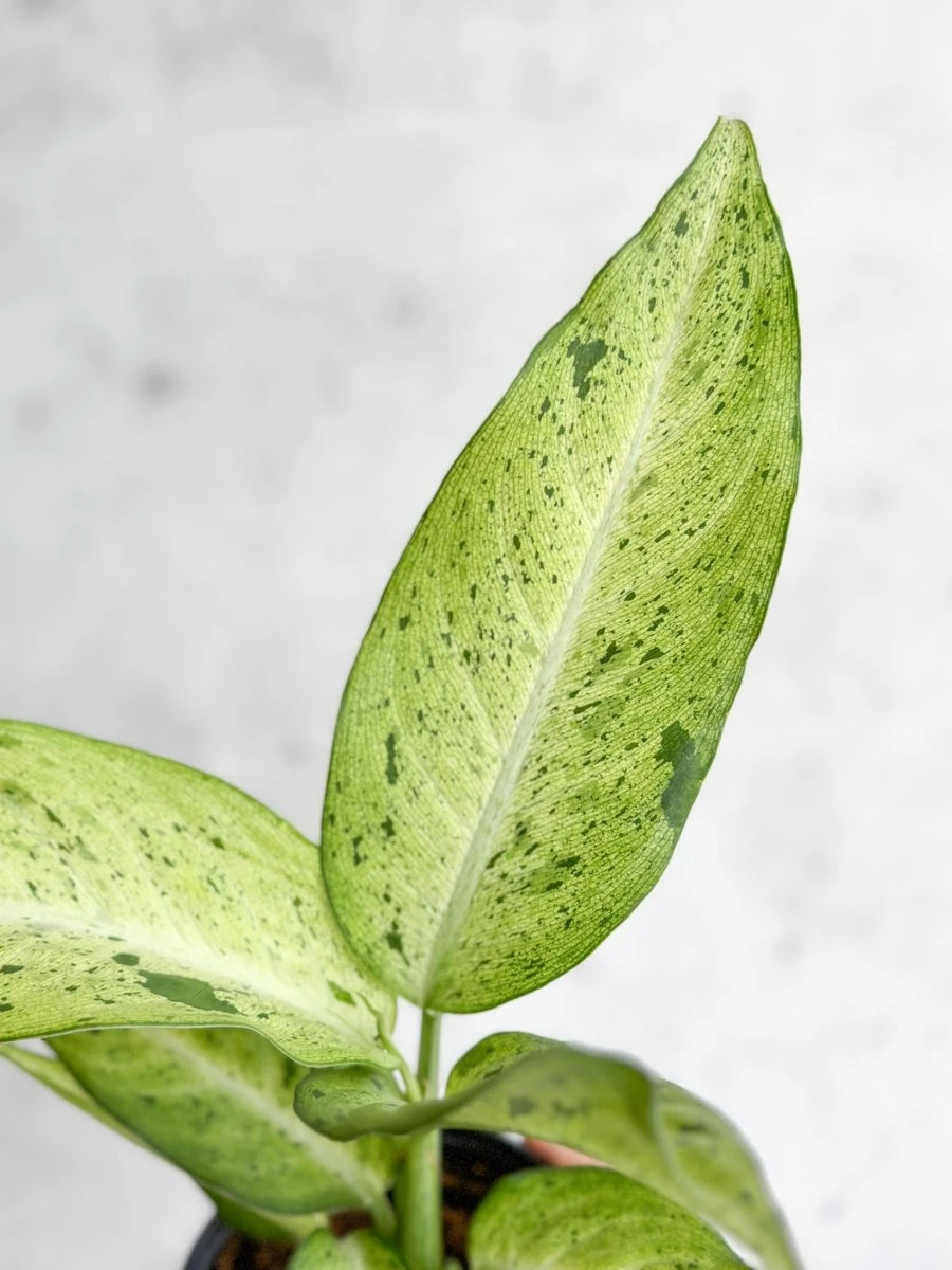 Dieffenbachia 'Camouflage' - Image 4