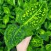 Dieffenbachia ‘Reflector’ – Reflector Dumb Cane
