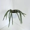 Disocactus Flagelliformis - Rattail Cactus- Hanging Basket