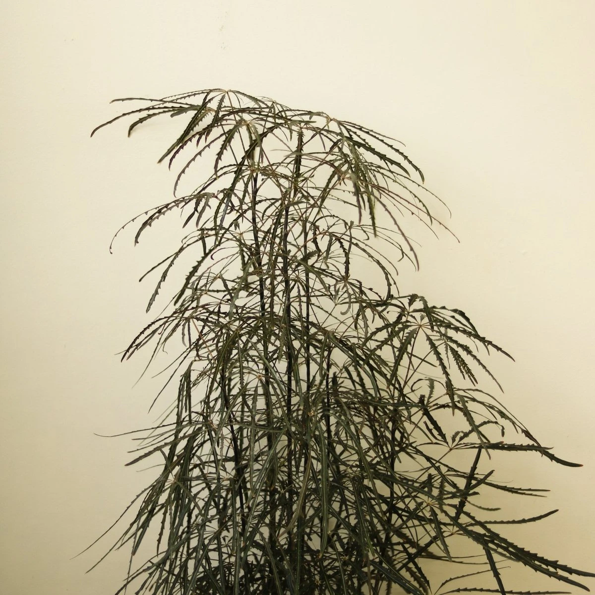 Dizygotheca Elegantissima 'False Aralia' Floor Plant - Image 5