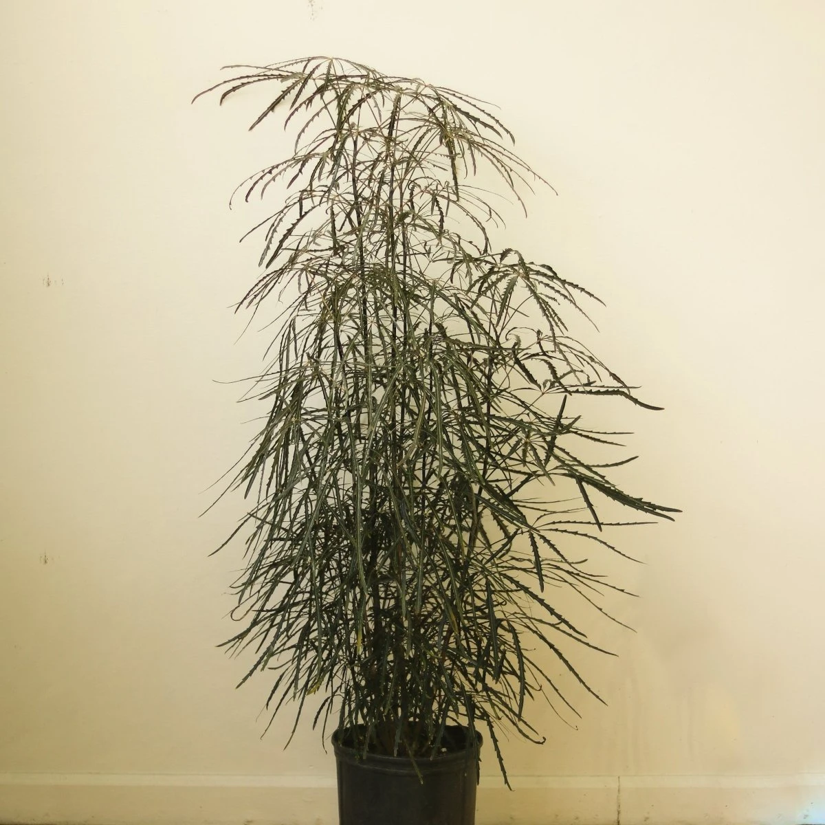 Dizygotheca Elegantissima 'False Aralia' Floor Plant - Image 3
