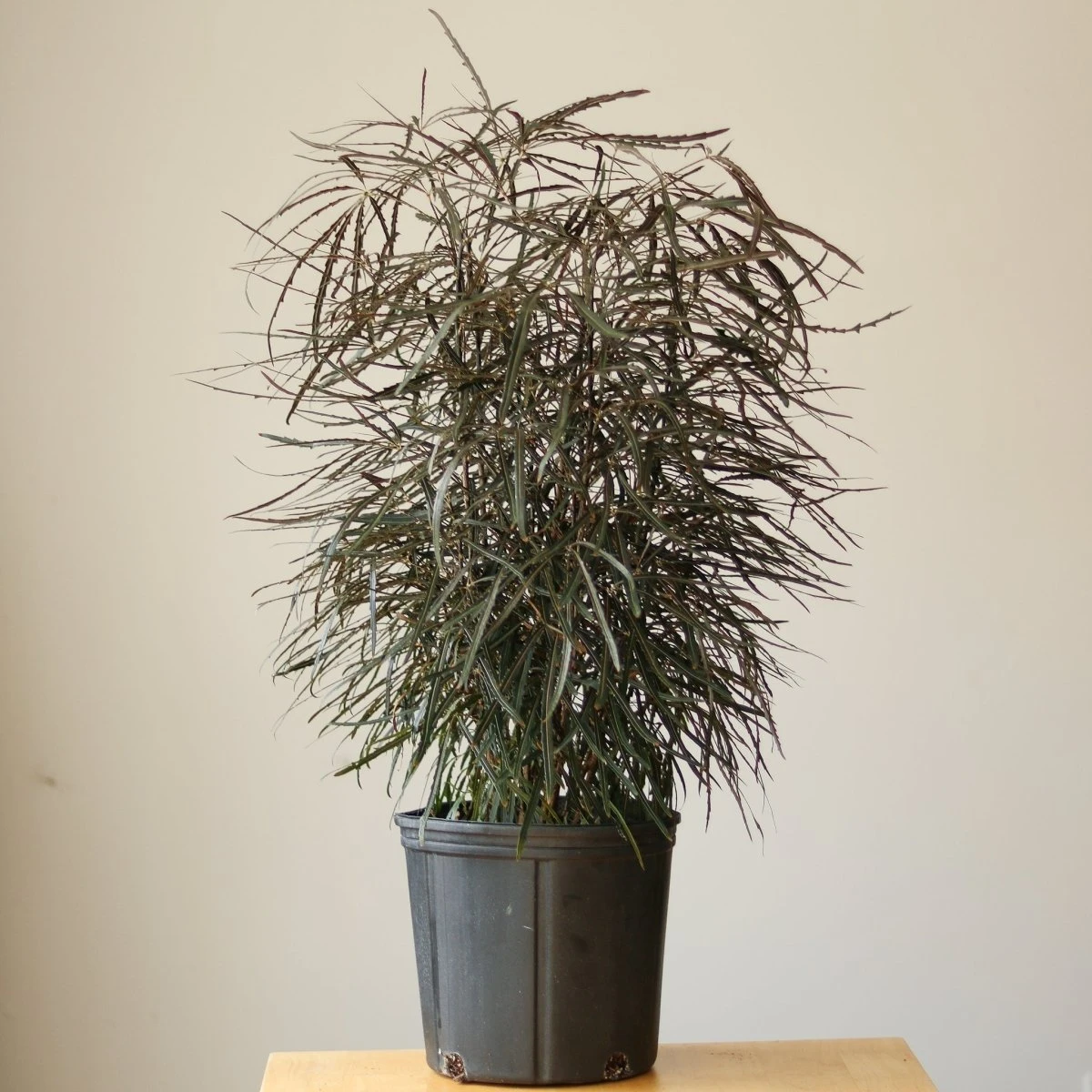 Dizygotheca Elegantissima 'False Aralia' Floor Plant - Image 6