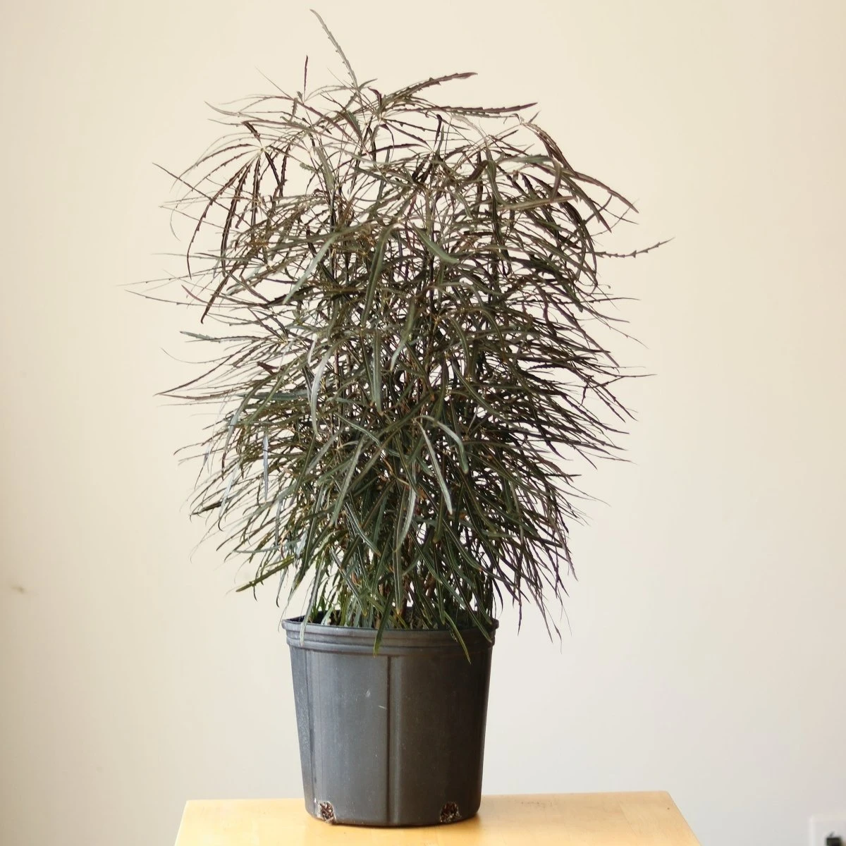 Dizygotheca Elegantissima 'False Aralia' Floor Plant