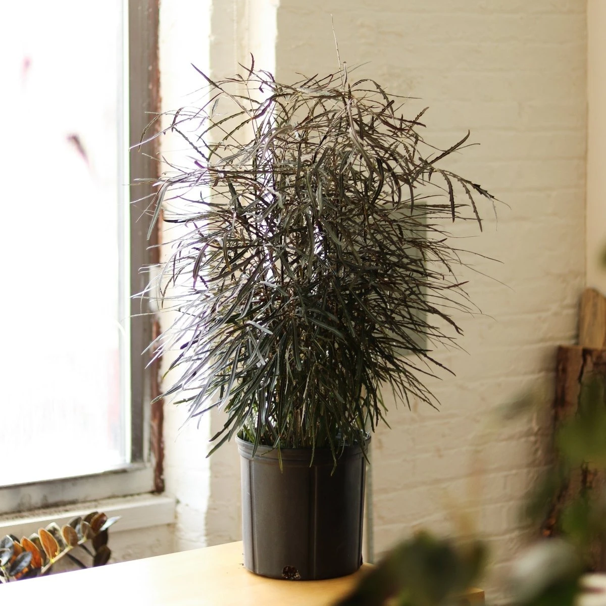 Dizygotheca Elegantissima 'False Aralia' Floor Plant - Image 2