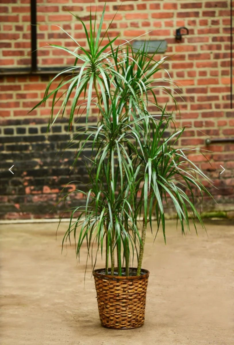 Dracena Marginata - Tarzan Tree - Image 2