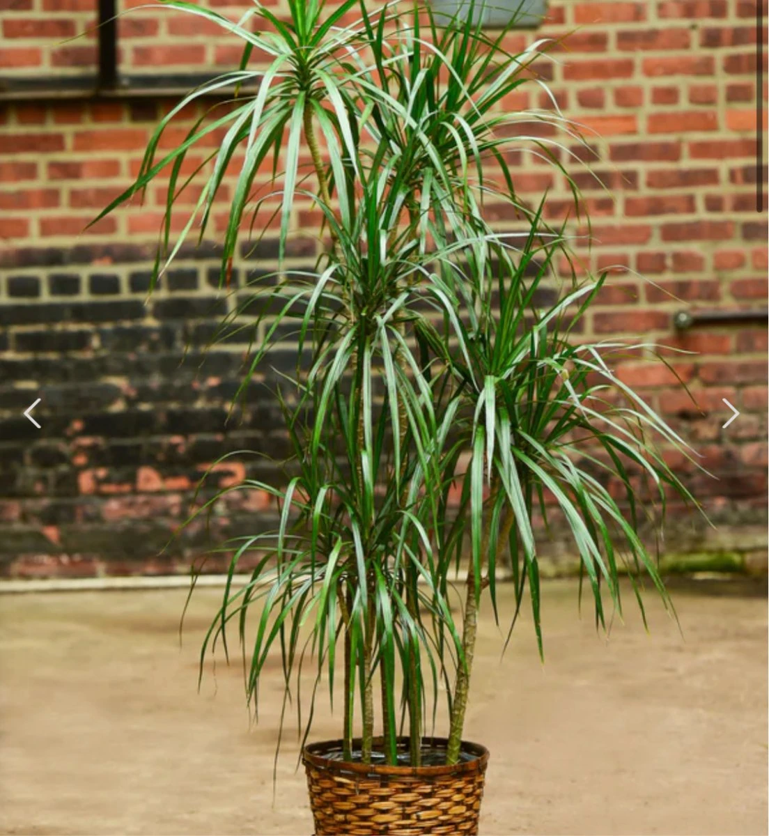 Dracena Marginata - Tarzan Tree