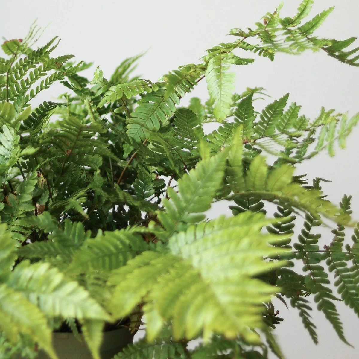 Dryopteris Erythrosora - Autumn Fern - Image 6
