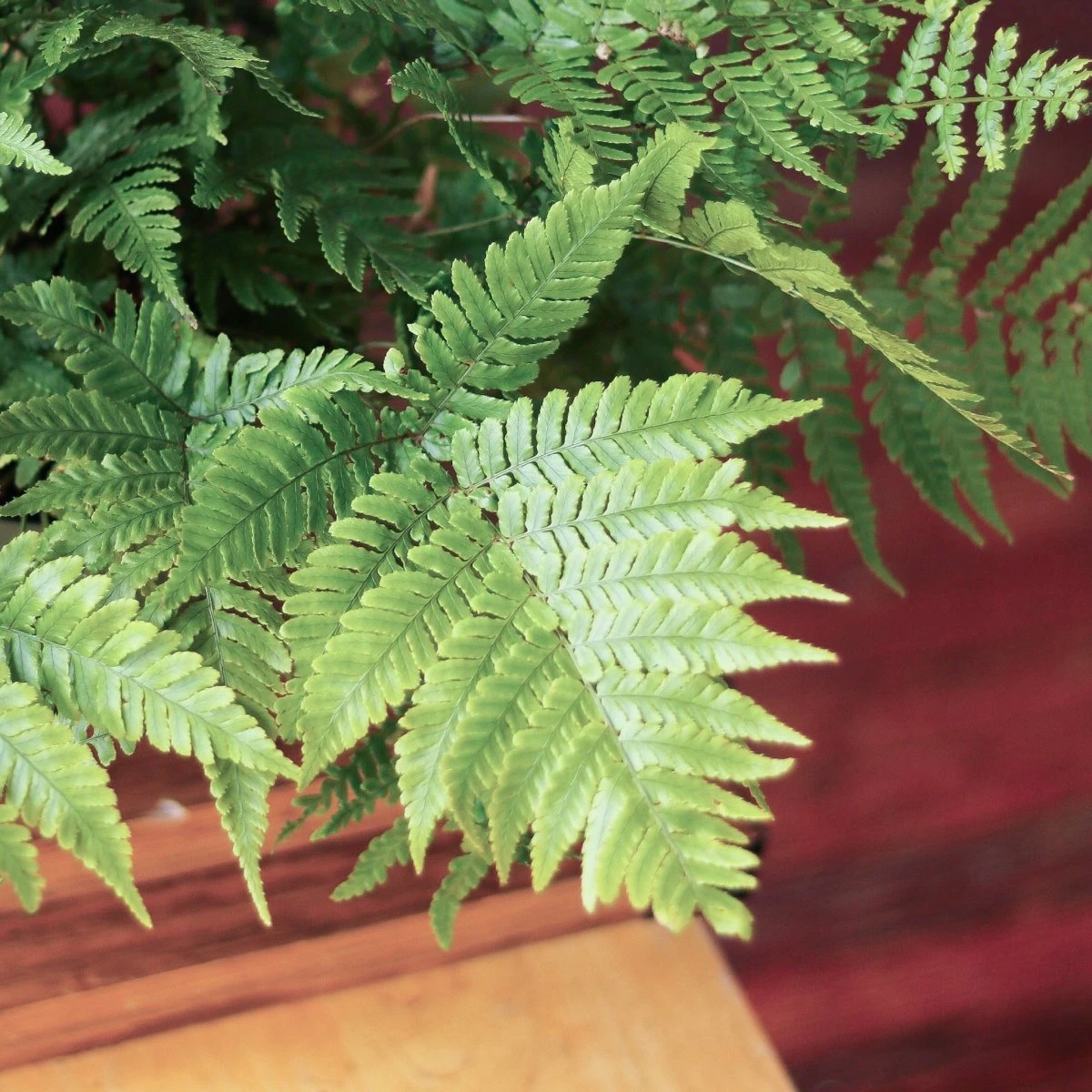 Dryopteris Erythrosora - Autumn Fern - Image 5