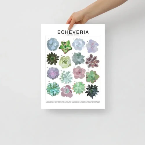 Echeveria Species ID Chart - Houseplant Succulent Art Print