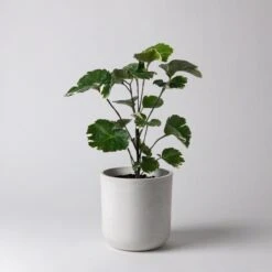 Eco-Friendly White Stone Planter Pot 4.75 Inch