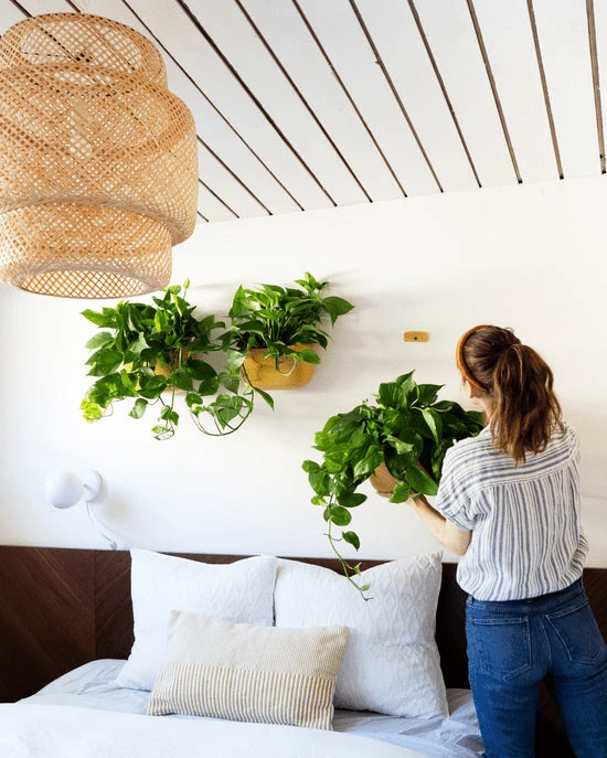 Eco Wall Planter By WallyGrow – Easy Vertical Garden For Indoors (Mustard) - Image 5