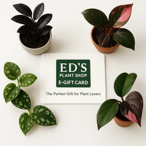 Ed's Plant Shop E-Gift Card