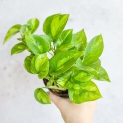 Epipremnum Aureum ‘Global Green’ - Global Green Pothos