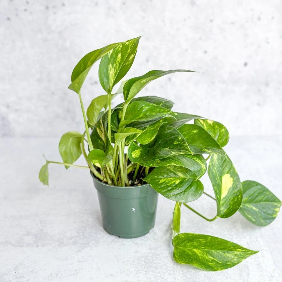Epipremnum Aureum 'Golden Pothos' - Image 2