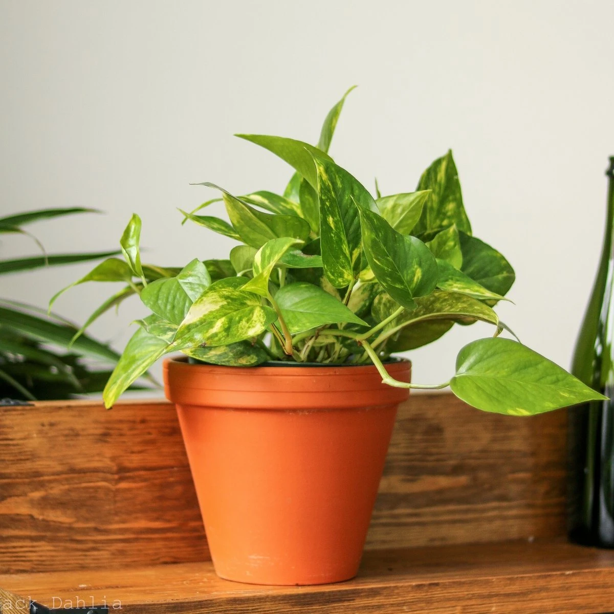 Epipremnum Aureum 'Golden Pothos' - Image 4