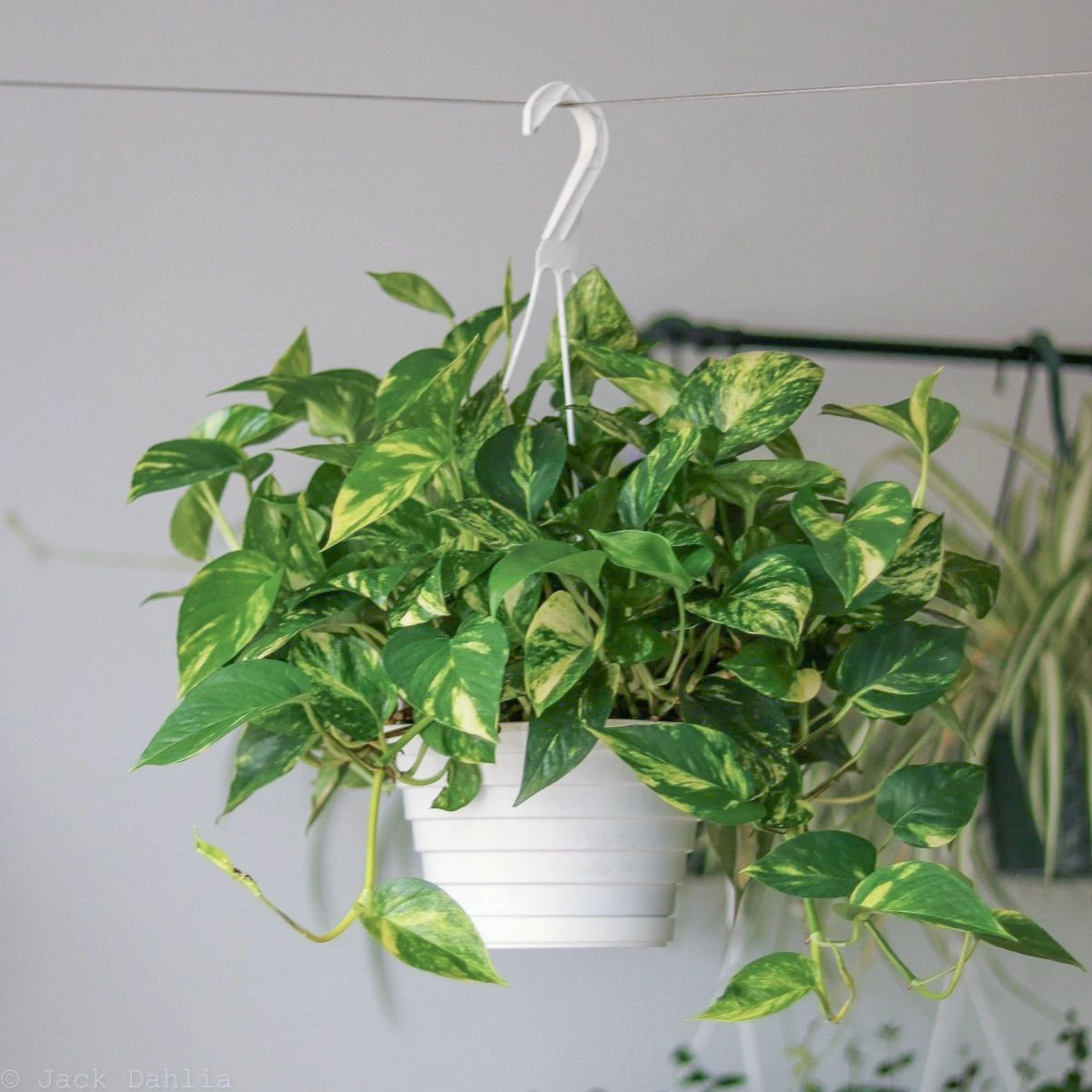 Epipremnum Aureum 'Golden Pothos' - Image 6