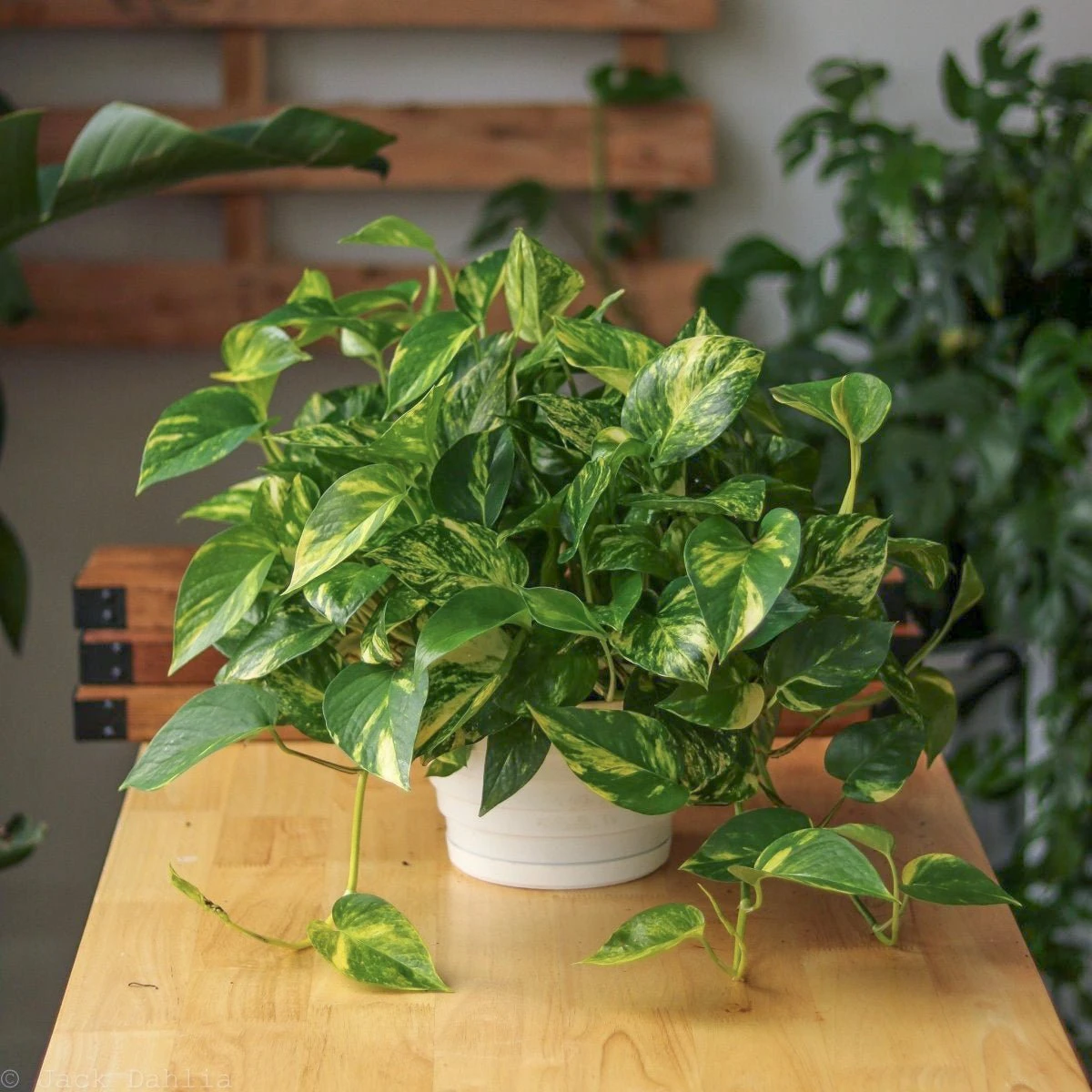 Epipremnum Aureum 'Golden Pothos' - Image 5