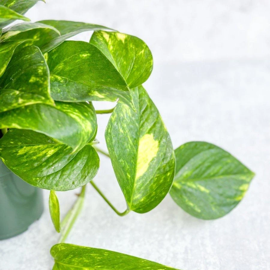 Epipremnum Aureum 'Golden Pothos' - Image 3