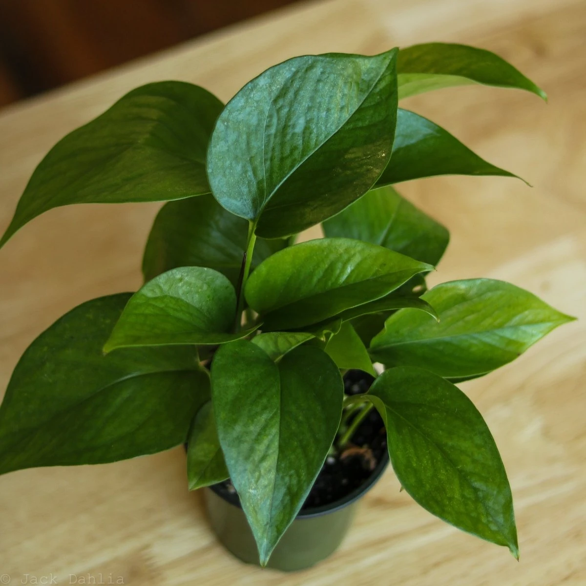 Epipremnum Aureum 'Jade Pothos' - Image 6