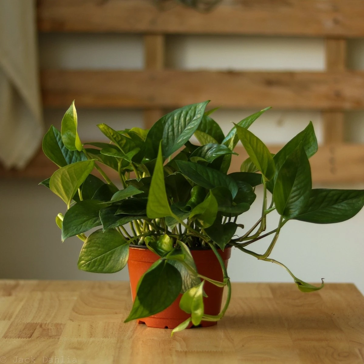 Epipremnum Aureum 'Jade Pothos' - Image 7
