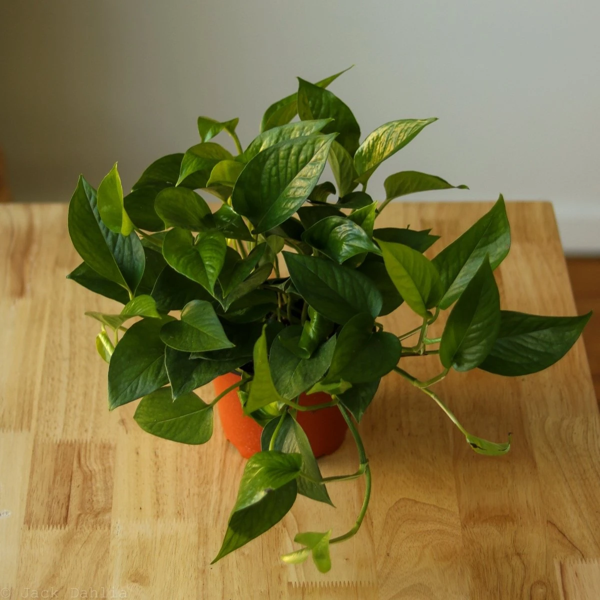 Epipremnum Aureum 'Jade Pothos' - Image 4