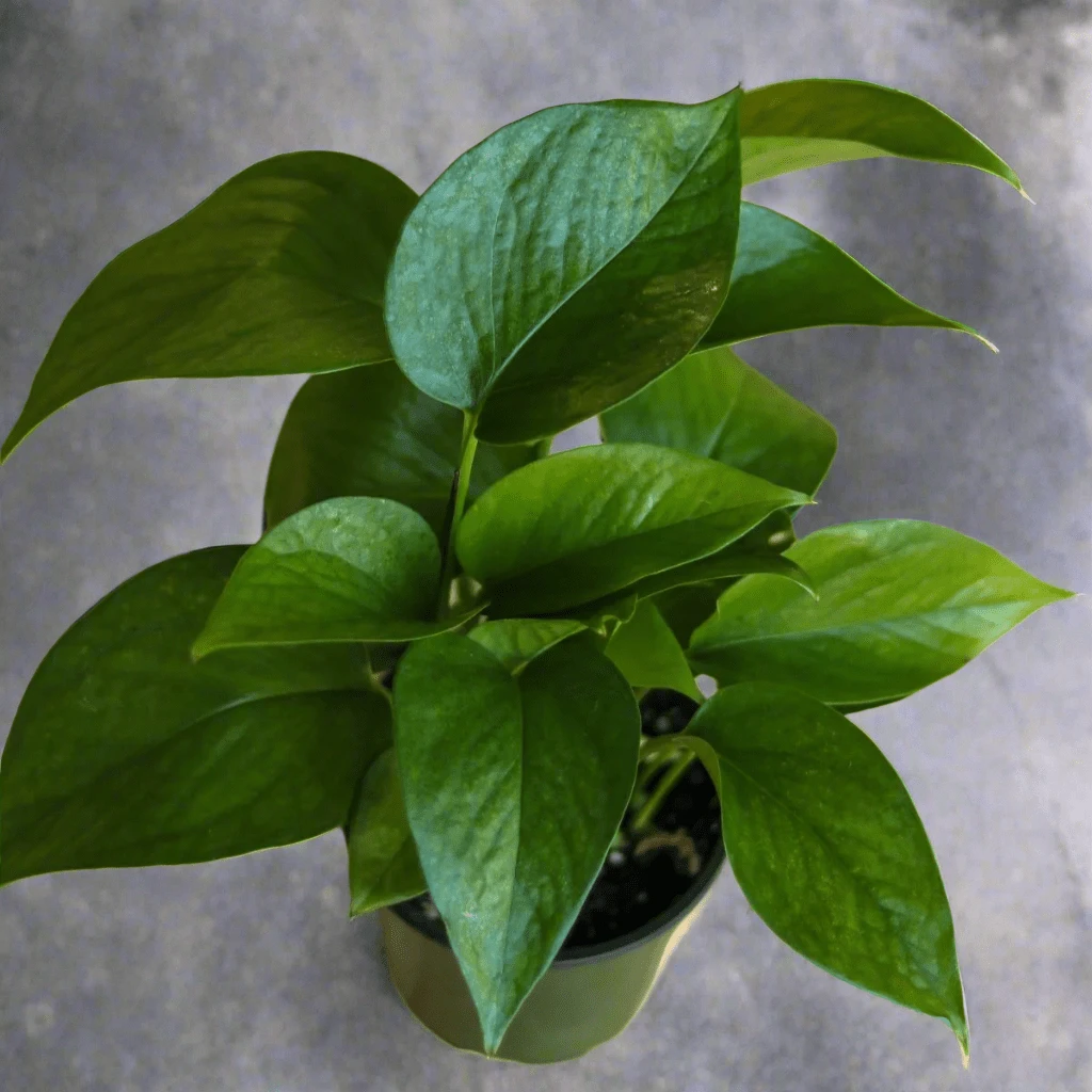 Epipremnum Aureum 'Jade Pothos' - Image 3
