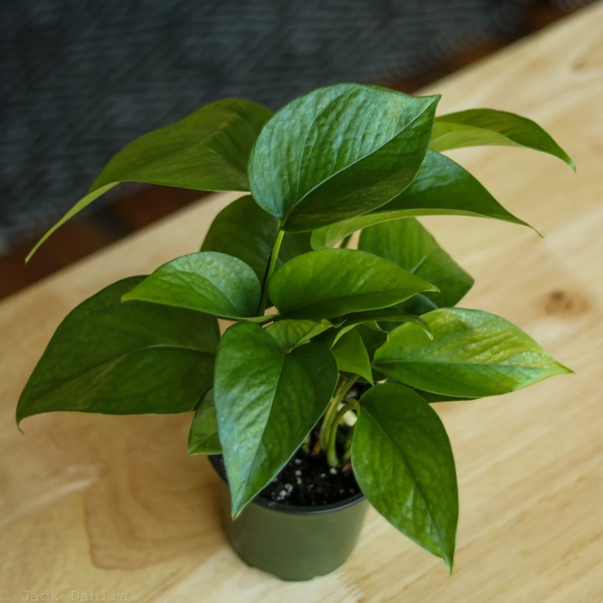 Epipremnum Aureum 'Jade Pothos' - Image 8