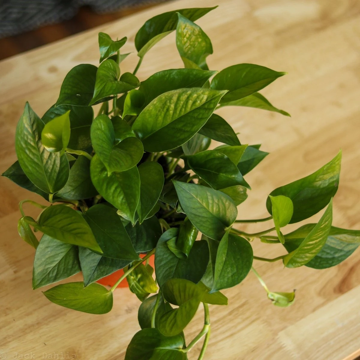 Epipremnum Aureum 'Jade Pothos' - Image 5