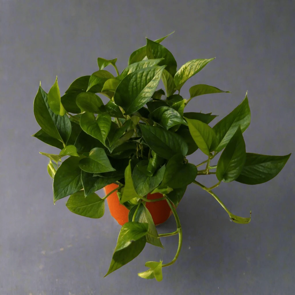 Epipremnum Aureum 'Jade Pothos' - Image 2