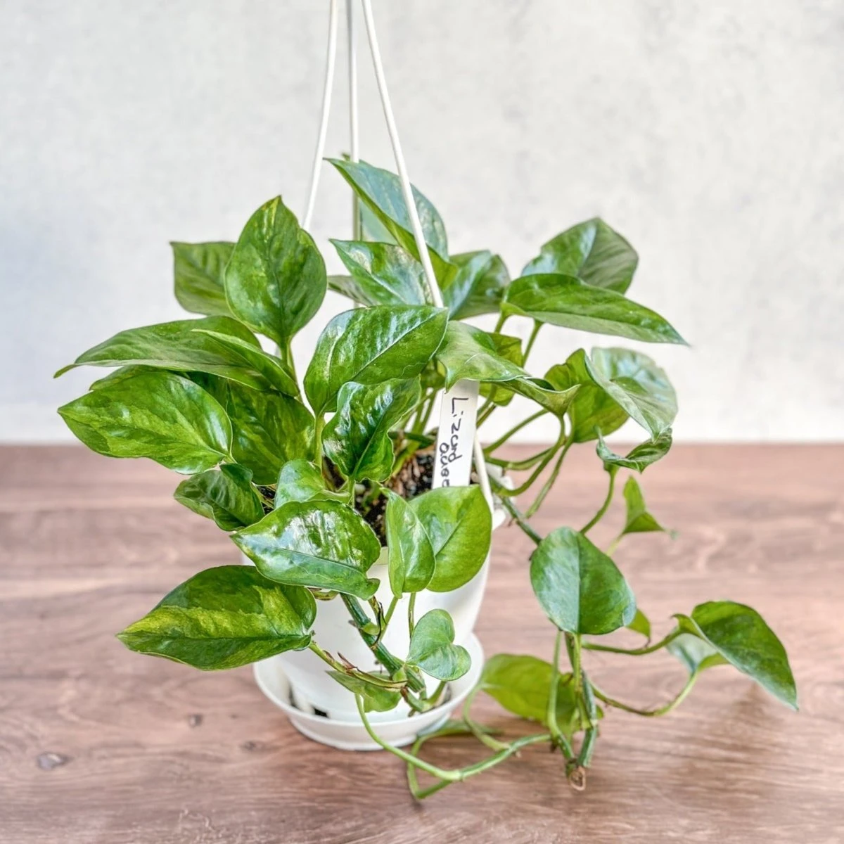 Epipremnum Aureum 'Lizard Queen' - Lizard Queen Pothos Hanging Basket - Image 3