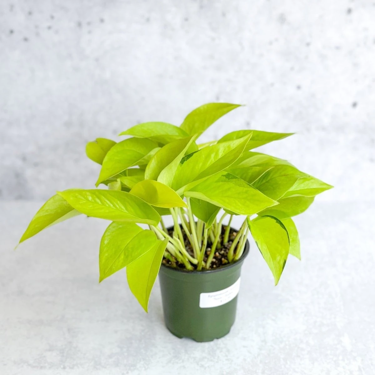Epipremnum Aureum 'Neon' Pothos - Image 2