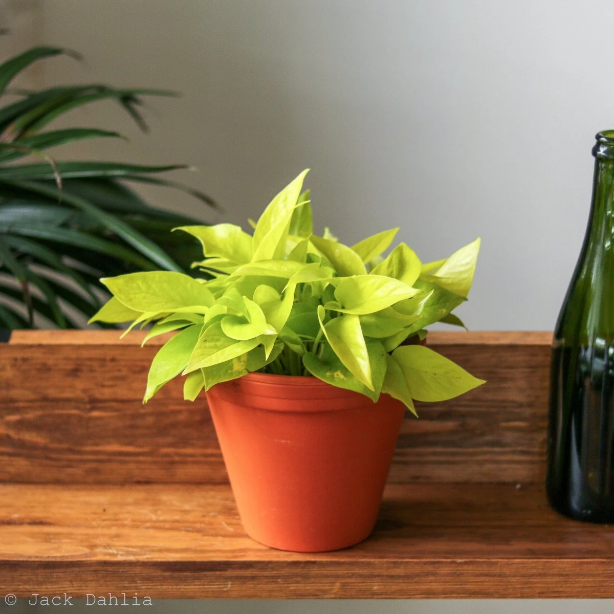 Epipremnum Aureum 'Neon' Pothos - Image 5