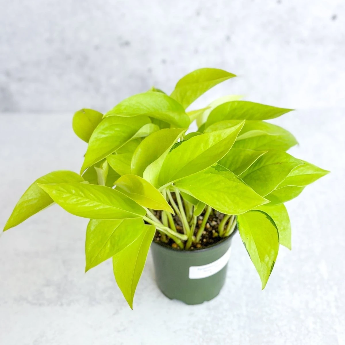 Epipremnum Aureum 'Neon' Pothos - Image 3