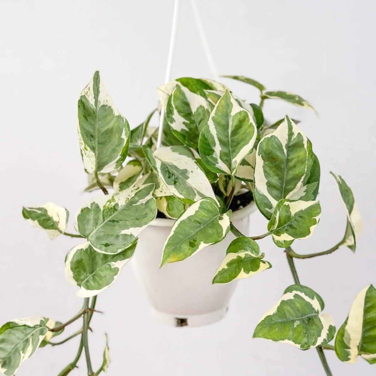 Epipremnum Aureum 'Pearls And Jade' Pothos Hanging Basket