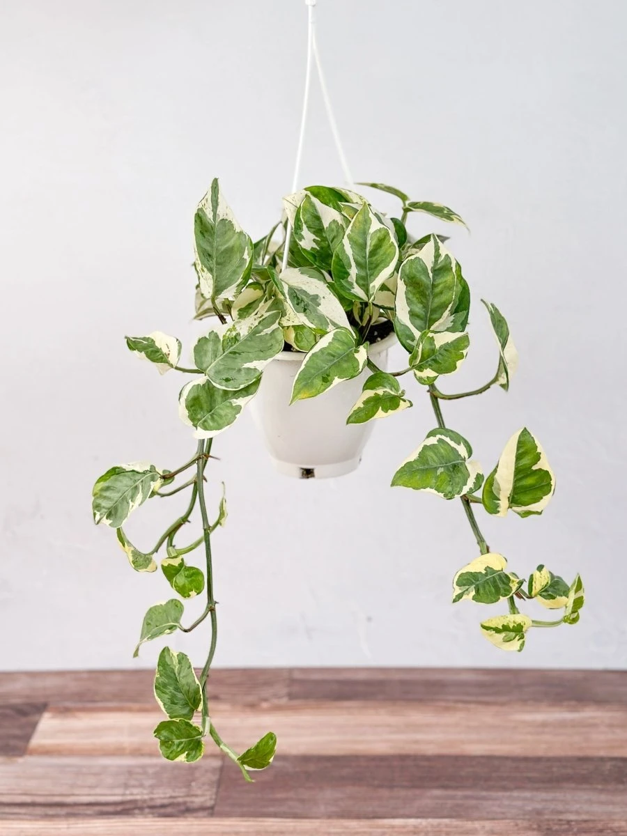 Epipremnum Aureum 'Pearls And Jade' Pothos Hanging Basket - Image 3