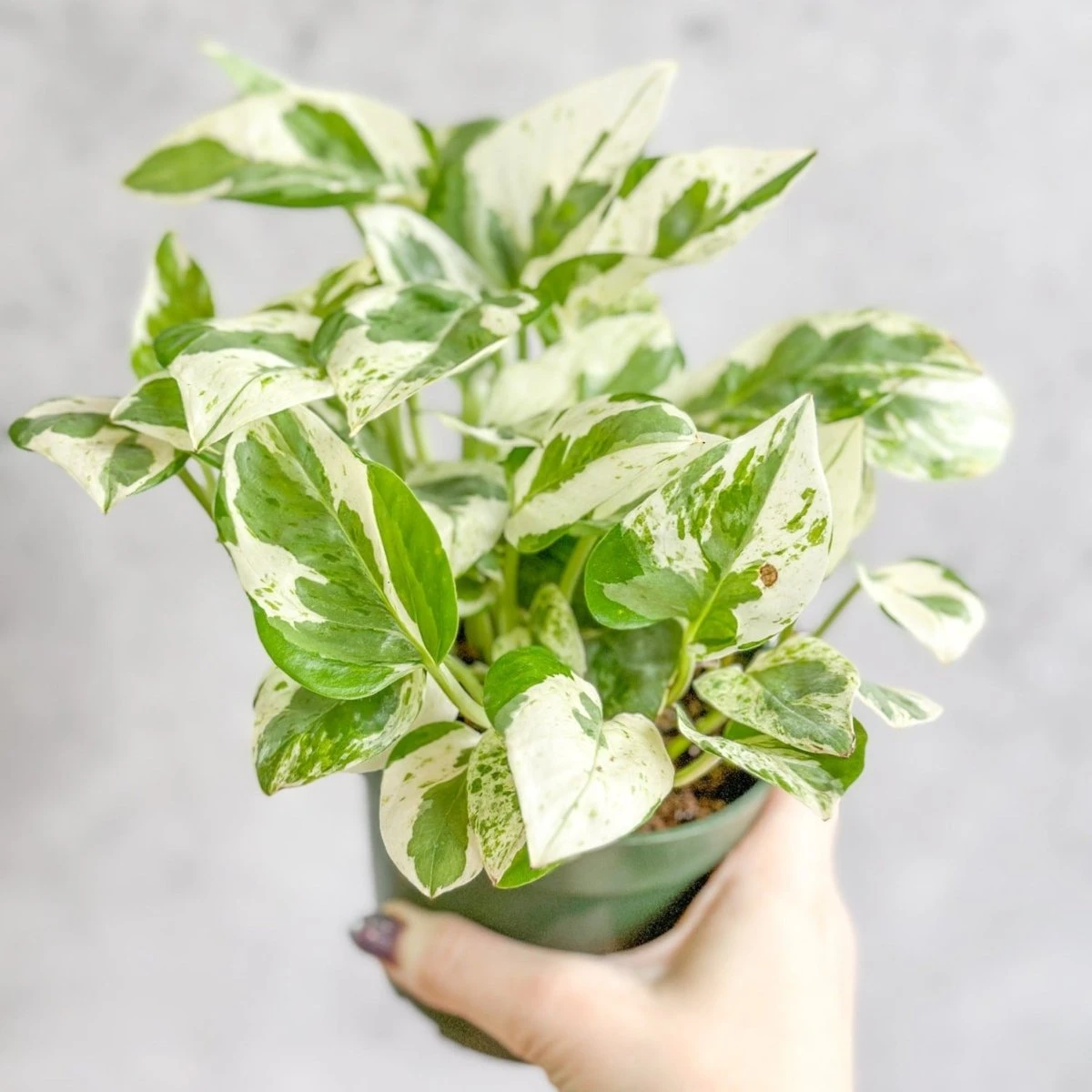 Epipremnum Aureum 'Pearls And Jade' Pothos - Image 4
