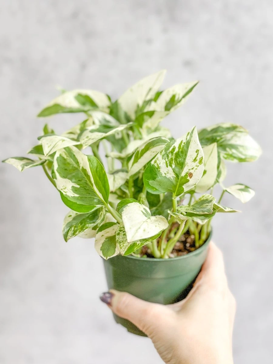 Epipremnum Aureum 'Pearls And Jade' Pothos - Image 3
