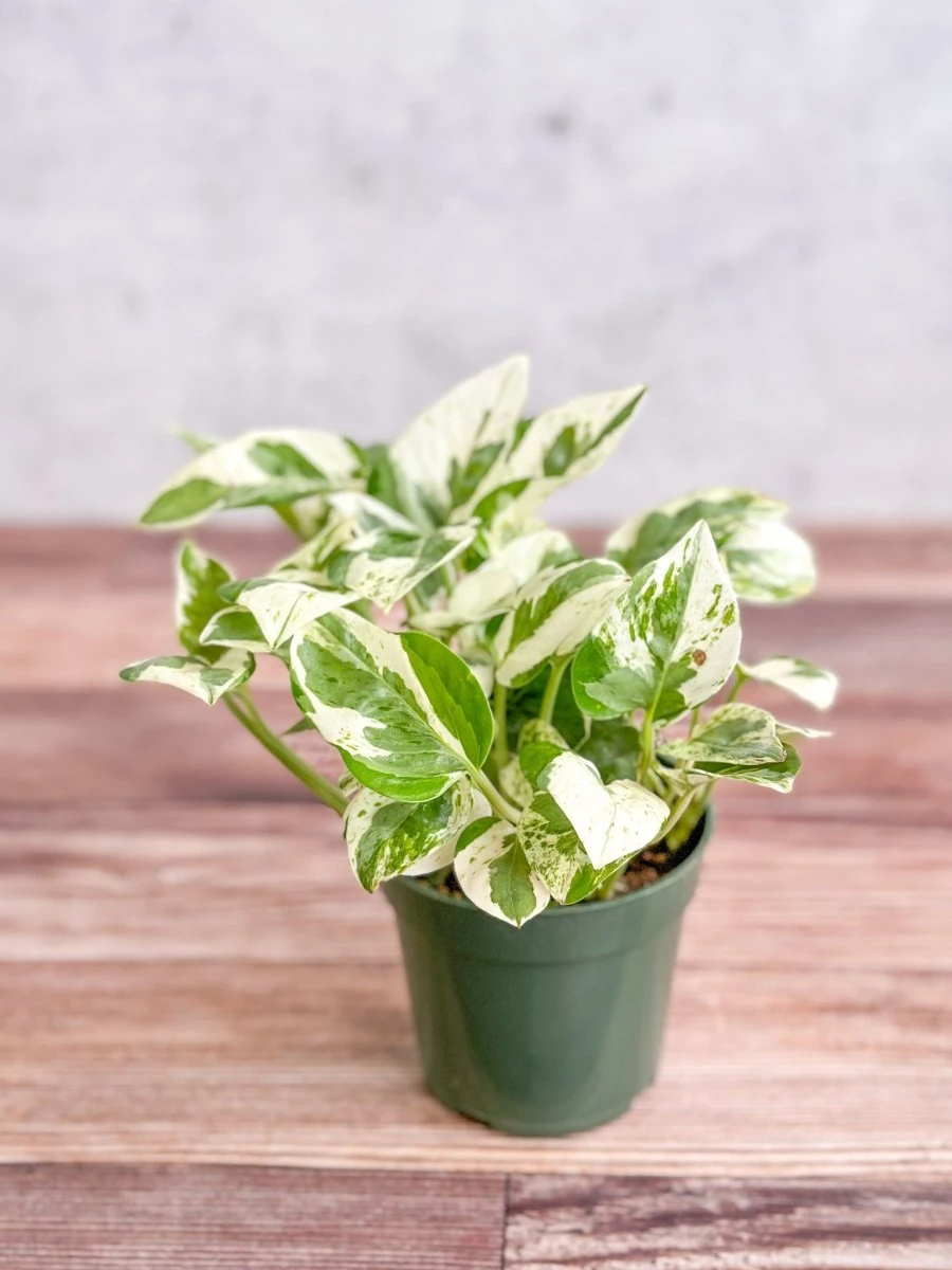 Epipremnum Aureum 'Pearls And Jade' Pothos - Image 7