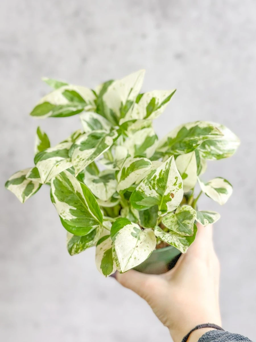 Epipremnum Aureum 'Pearls And Jade' Pothos - Image 5