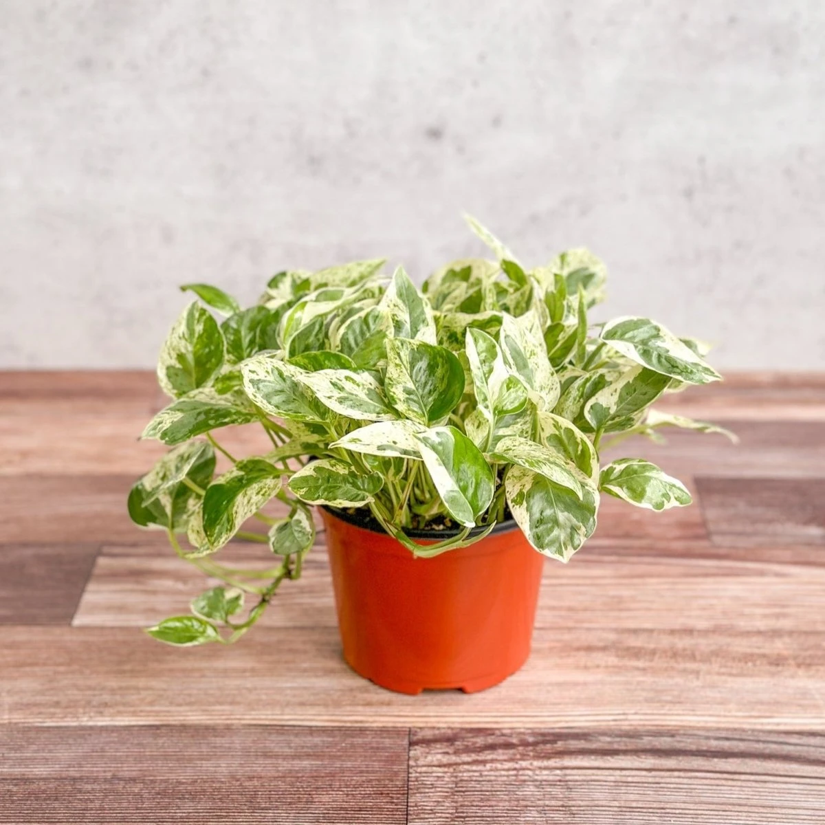 Epipremnum Aureum 'Pearls And Jade' Pothos - Image 6